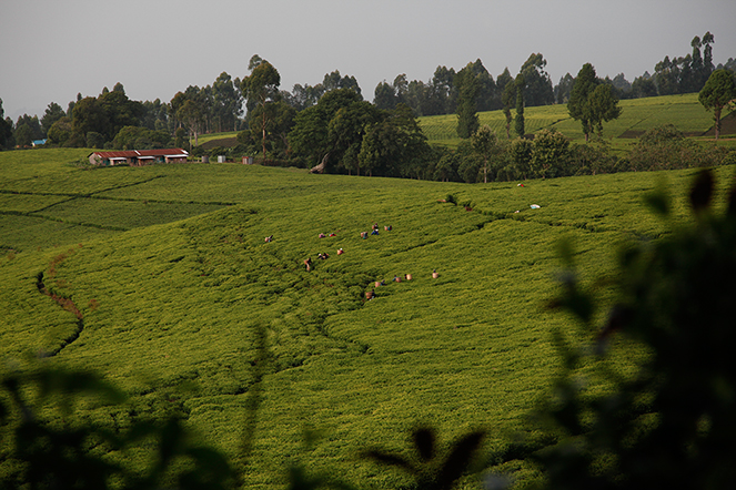 High Altitude, High Quality: Why Mount Kenya Teas Excel